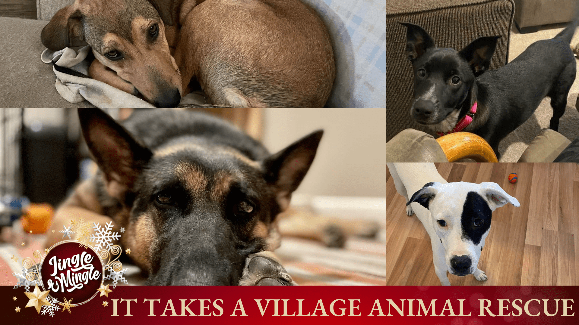 It Takes a Village Adoptable Dog Visit | Pearl City Jingle and Mingle ...